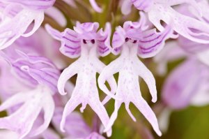 flowers-look-like-animals-people-monkeys-orchids-pareidolia-18